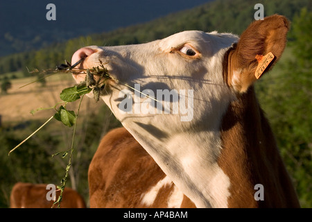 Kuh Essen Stockfoto