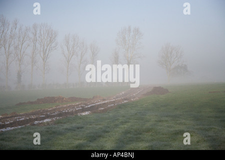 Misty Feld mit Bäumen im Winter, Brabourne Lees, Ashford, Kent, England, Großbritannien Stockfoto