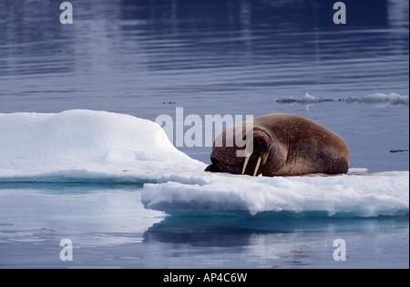 Walross liegen auf einer Eisscholle Stockfoto