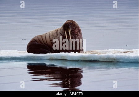 Walross liegen auf einer Eisscholle Stockfoto