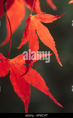 "Japanischer Ahorn" Acer Blätter im Herbst Farben Stockfoto