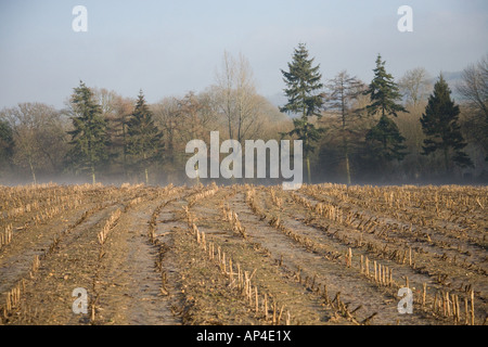 Blick am frühen Morgen über das Stoppelfeld in Richtung Bäume außerhalb von Brabourne Lees, Ashford, Kent, England, Großbritannien Stockfoto