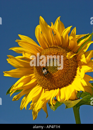 Sonnenblume Kopf gegen einen tiefblauen Himmel mit Futtersuche Biene im Sommer in Wiltshire England UK EU Stockfoto