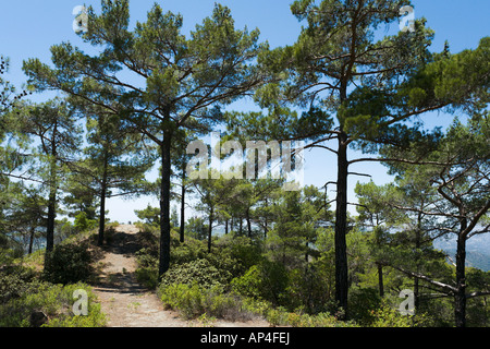 Wanderweg, Kokkini, Troodos-Gebirge, Zypern Stockfoto