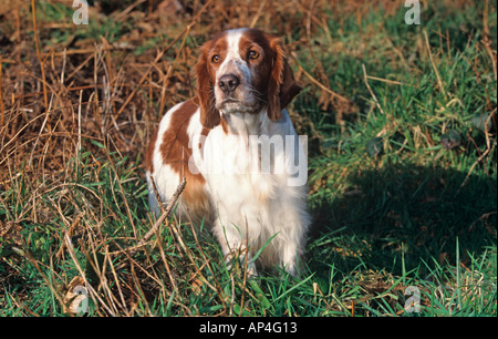 Welsh Springer Spaniel in Woodland Stockfoto