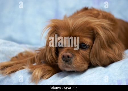 Nahaufnahme von einem Cavalier King Charles Spaniel Stockfoto
