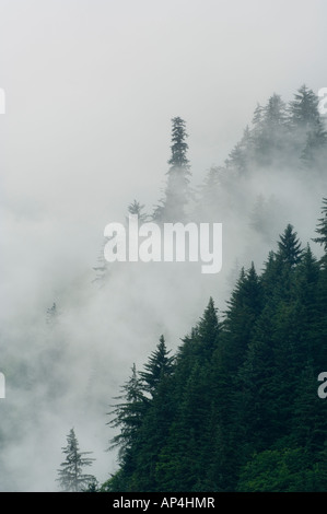 Nebel in Sitka-Fichten, Tongass National Forest, Alaska USA Stockfoto