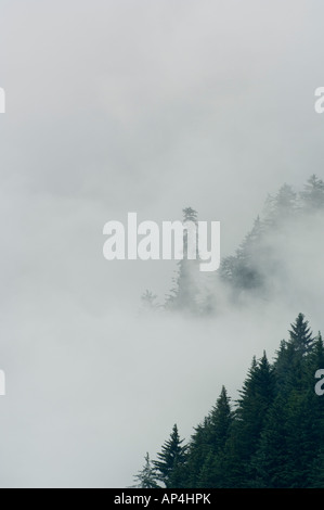 Nebel in Sitka-Fichte Bäume Tongass National Forest Alaska USA Stockfoto