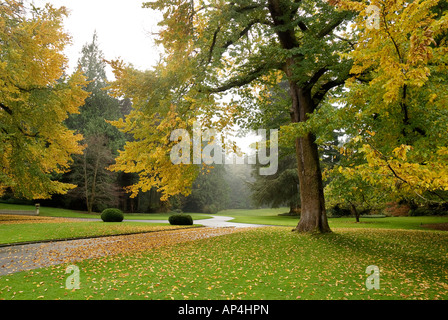 Englische Ulme in Herbstfarben am Eingang zum Besucherzentrum Bloedel Reserve Bainbridge Island, Washington Stockfoto
