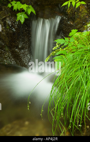 Kleiner Bach entlang den Ausdauer-Trail, Tongass National Forest, Alaska USA Stockfoto