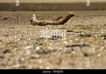 Ein Stück Treibholz am Strand. Stockfoto