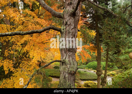 Japanischer Garten auf Bainbridge Island Washington Stockfoto