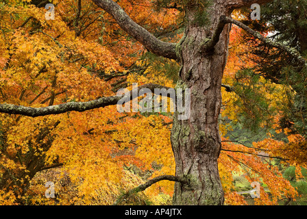 Bäume im japanischen Garten--Bainbridge Island Washington Stockfoto