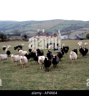 Balwen schwarze Schafe mit weißer Blesse Markierungen seltene Rasse auf einem walisischen Ökologische Schaf Bauernhof unter weiße Schafe in Carmarthenshire Wales UK KATHY DEWITT Stockfoto