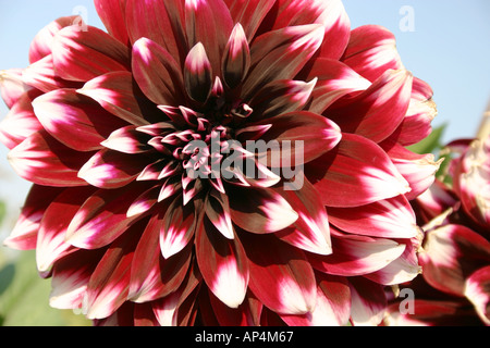 rot-weiß kippte Dahlia Buga in München Stockfoto