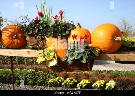Kürbis und Blumen arrangement Stockfoto