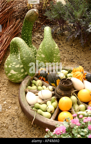 Kürbis-Display in Form von künstlerischen Vogel Stockfoto