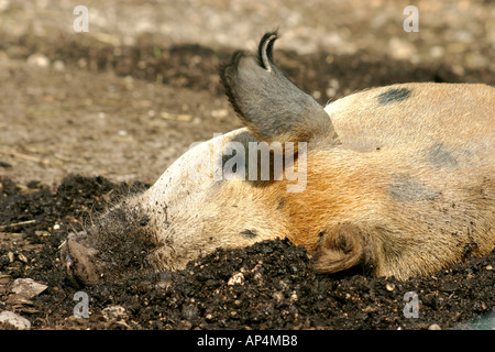 Ein glückliches Schwein im Schlamm suhlen Stockfoto