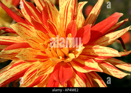 gelb und Orange gestreift Dahlie Blüte Buga-Ausstellung in München Stockfoto