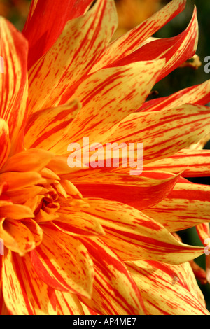 gelb und orange gestreiften Dahlie Blüte zeigt Struktur und Muster auf der Buga in München Stockfoto