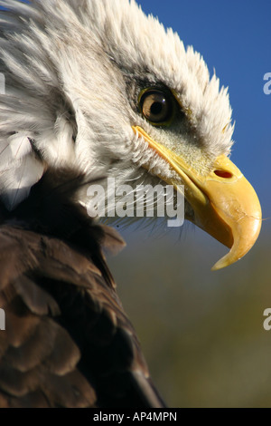 schwarze amerikanische gescheckten Seeadler beobachten Gesicht Stockfoto