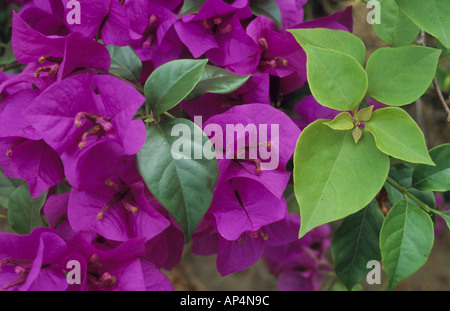 In der Nähe von Bougainvillea in Malaysia Stockfoto