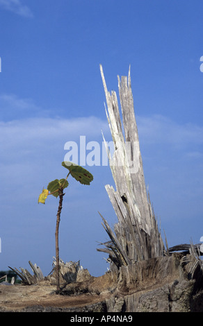 Jungen Trieb wächst aus fällten Baum Stockfoto