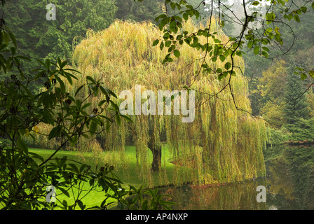 Das Golden Weeping Willow Salix x Chrysocoma liegt am Teich. Stockfoto