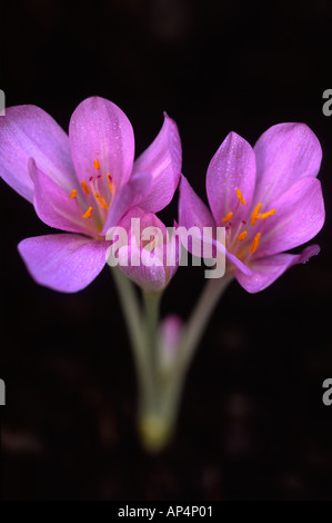 Colchicum Autumnale Herbst Krokus Blüte Nahaufnahme Stockfoto