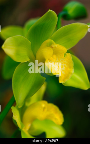 Cymbidium Highland Überraschung x C Wyanga Orchidee Nahaufnahme Stockfoto