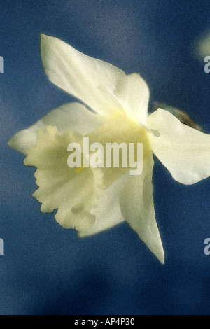 Narcissus Mount Hood Narzisse manipuliert Digital Aquarell Bild Stockfoto