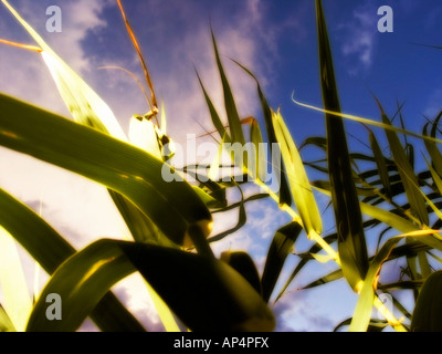 Nahaufnahme von Giant Reed (Arundo Donax) Feld Stockfoto