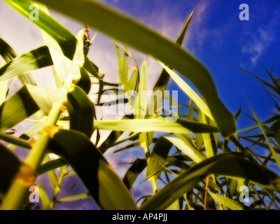 Nahaufnahme von Giant Reed (Arundo Donax) Feld Stockfoto