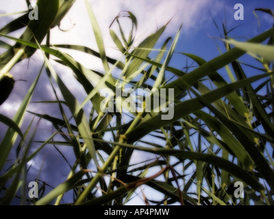 Nahaufnahme von Giant Reed (Arundo Donax) Feld Stockfoto