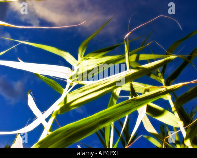 Nahaufnahme von Giant Reed (Arundo Donax) Feld Stockfoto