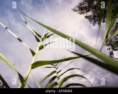 Nahaufnahme von Giant Reed (Arundo Donax) Feld Stockfoto