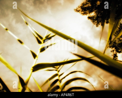 Nahaufnahme von Giant Reed (Arundo Donax) Feld Stockfoto