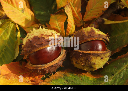 Conkers in stacheligen Schale Aesculus Hippocastanum Rosskastanie Baum England UK Europäischen Stockfoto