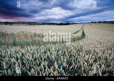 Schwere Gewitterwolken versammeln sich über einem Weizenfeld in Gloucestershire während der Unwetter vom Juli 2007, UK Stockfoto