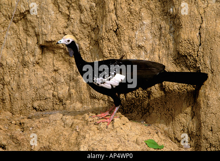 Südamerika, Peru, Manu River, Boca del Manu-Nationalpark. Verrohrung Guan (Pipile Jacutinga) Stockfoto