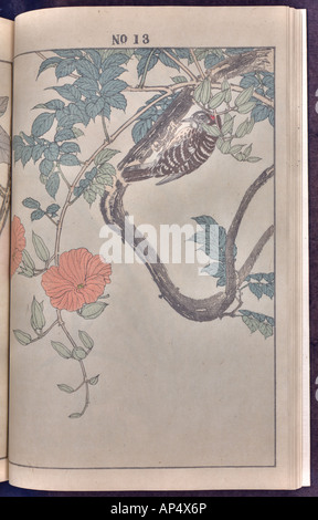 Vogel und Blume Illustrationen von Mottoshow: Sommer 1891 Seite 22 Stockfoto