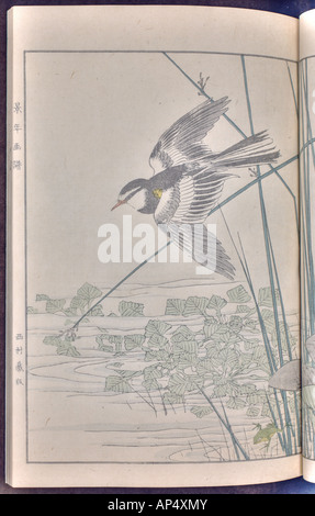 Vogel und Blume Illustrationen von Mottoshow: Sommer 1891 Seite 29 Stockfoto