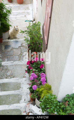 Griechenland, nordöstlichen Ägäischen Inseln, SAMOS Vathy (Samos-Stadt): Ano Vathy Dorf, Straße Detail Stockfoto