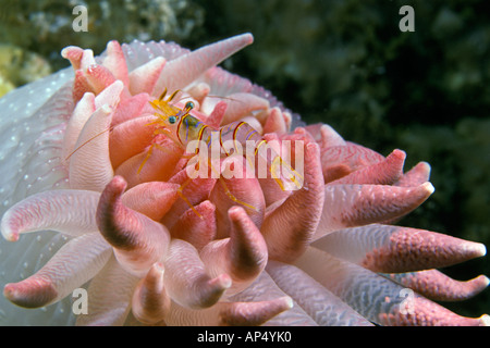 Clown oder Candy Stripe Garnelen, Lebbius Grandimanus, auf eine purpurrote Anemone, Cribrinopsis Fernaldi, British Columbia, Kanada. Stockfoto