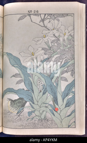 Vogel und Blume Illustrationen von Mottoshow: Sommer 1891 Seite 40 Stockfoto