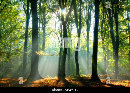 Sonnenstrahlen Gießen in eine leicht verschwommene Herbstwald schaffen eine mystische Atmosphäre Stockfoto