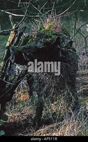 "Wildschwein Clearing", (Detail). Outdooor-Skulptur von Sally Matthews, 1987. Grizedale Forest Park, Cumbria, England. Stockfoto