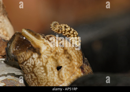 Totenkopfschwärmerraupe (Acherontia Atropos) Stockfoto