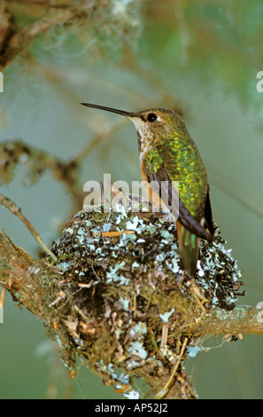 Nordamerika, USA, Alaska. Rufous Humming Bird (Selasphorus Rufus) Stockfoto