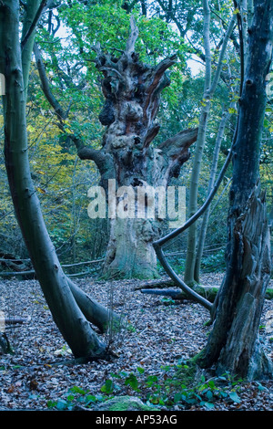 Alter Mann des Waldes Stockfoto